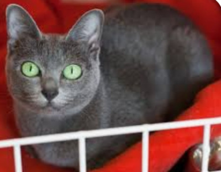 Gato Korat